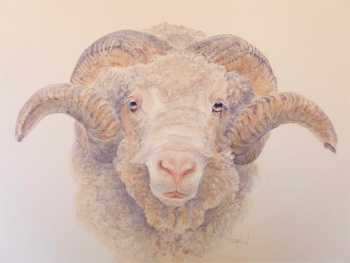 Merino Ram